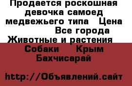 Продается роскошная девочка самоед медвежьего типа › Цена ­ 35 000 - Все города Животные и растения » Собаки   . Крым,Бахчисарай